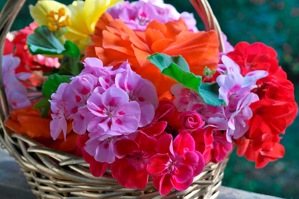cómo-decorar-una-cesta-con-flores-preservadas